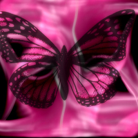 Hot pink butterfly!