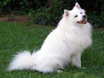 American Eskimo Dog!!!