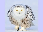 Big Owl