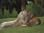 tigers 
