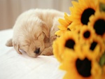 sleeping puppy