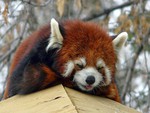 Red Panda