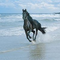 black horse at sea