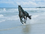 black horse at sea