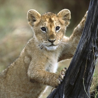 lion cub