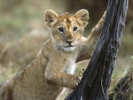 lion cub