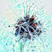 Dandelion in Blue