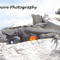 The Pigeons of mexico