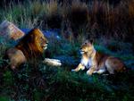 Leo and Lioness