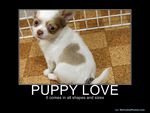 love puppy