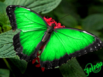 animals,green,butterflies