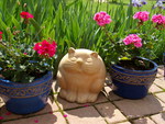 Garden Cat