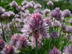 Chive Blossom