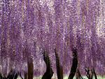 Wisteria Draping