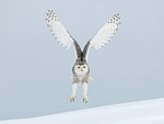 Landing Owl