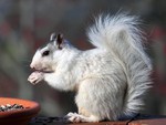White Squirrel