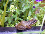 frog