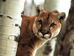 Puma on the hunt