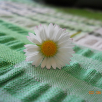 Daisy 