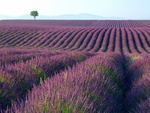 Purple Lavender Plantation