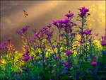 Butterfly Flowers