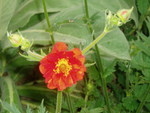 an orange geum.