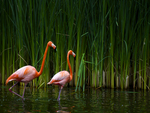 Flamingos