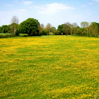 A Field of Buttercups