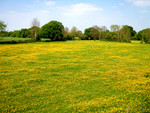 A Field of Buttercups