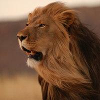 Lion Portrait