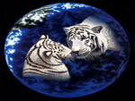 tiger love in space art by William Schimmel
