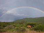 elephant under a rainbow