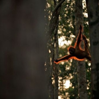 orangutan swing throw the trees