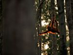orangutan swing throw the trees