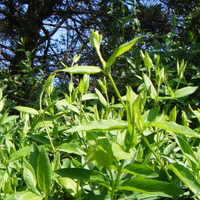 Reaching for the Sky