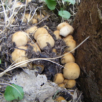 Fugus Can Be Beautiful