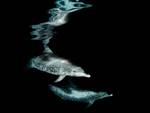 Atlantic Spotted Dolphins