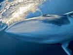 Dwarf Minke Whale