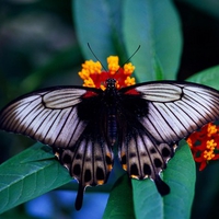 Great Mormon butterfly