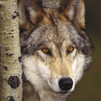 Beautiful Wolf