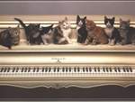 Piano cats