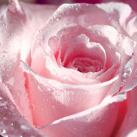 Pearl Pink Rose