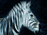 Digital Zebra