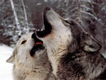 Wolves Howl