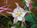 pink aquilegia