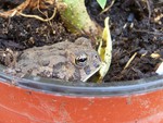 Toad friend
