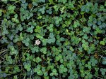 Clover