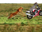 Zebra on Motorcycle