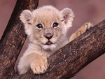 baby lion