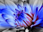 blue-flower